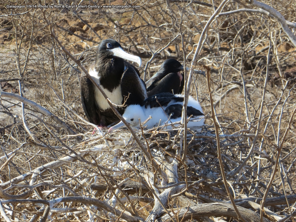 click for next image