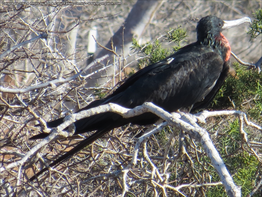 click for next image