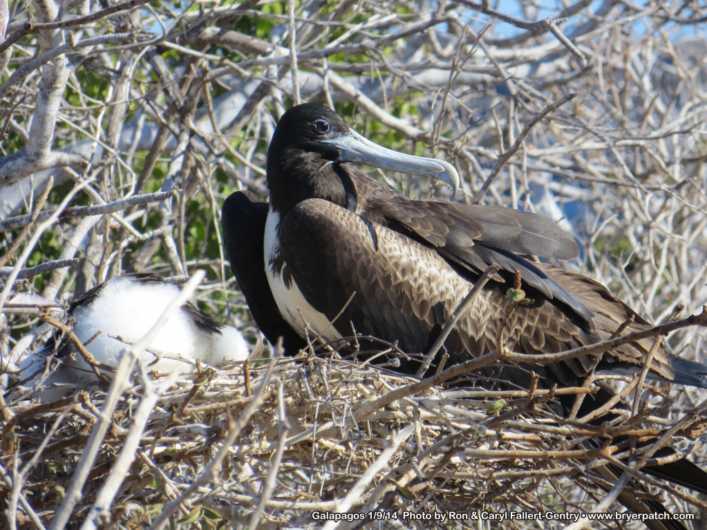 click for next image