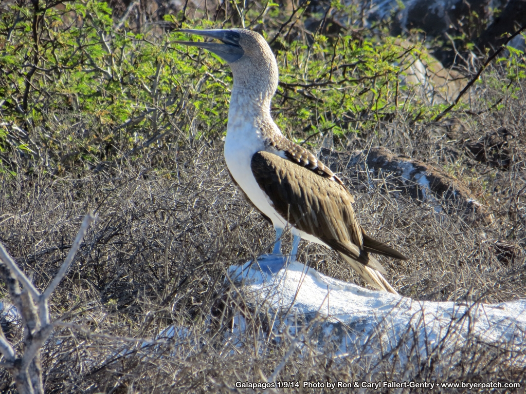 click for next image