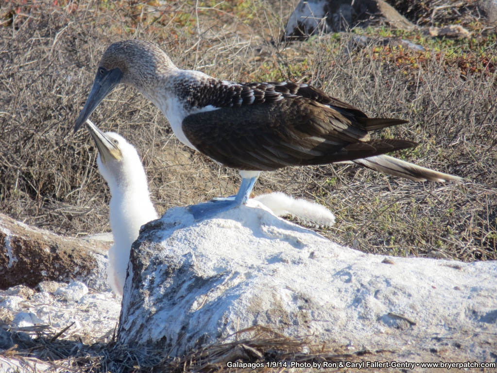 click for next image