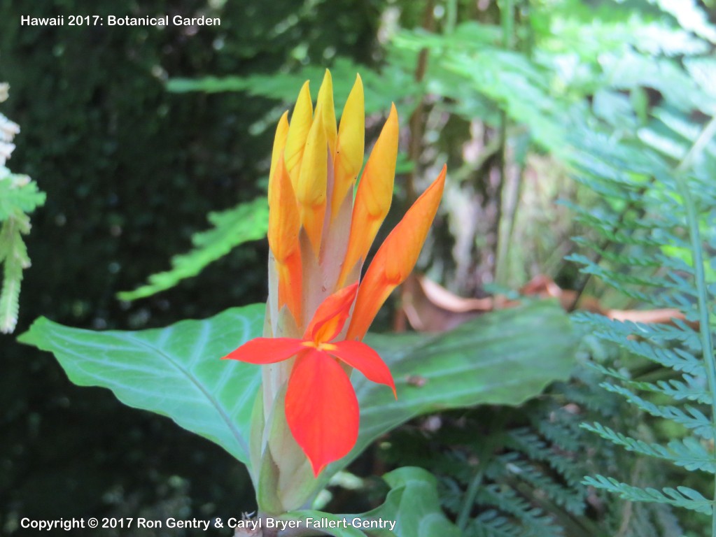 click for next image