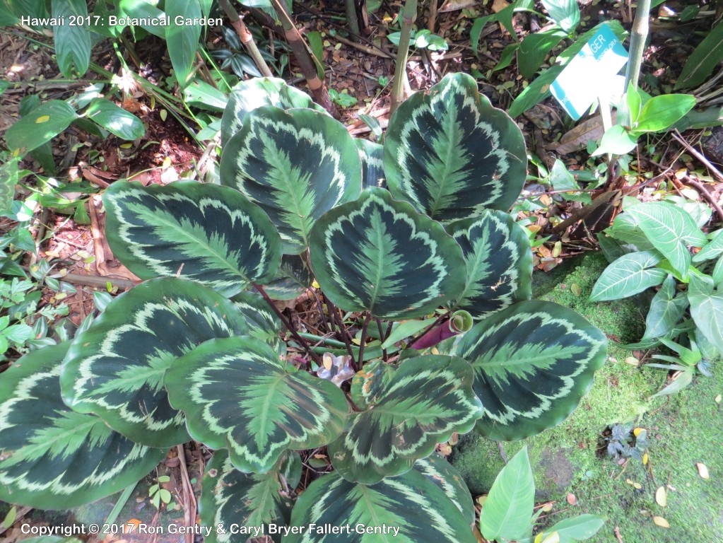 click for next image