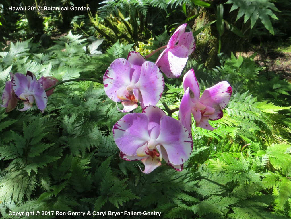 click for next image