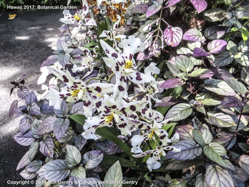 click for next image