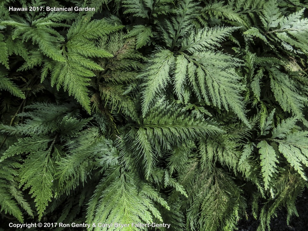 click for next image