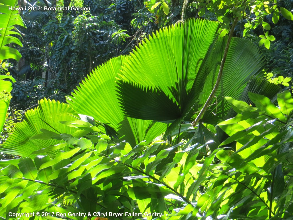 click for next image