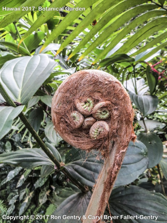 click for next image