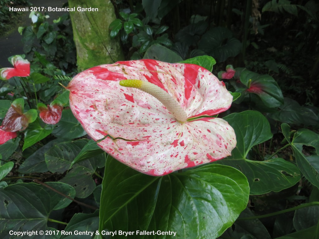 click for next image