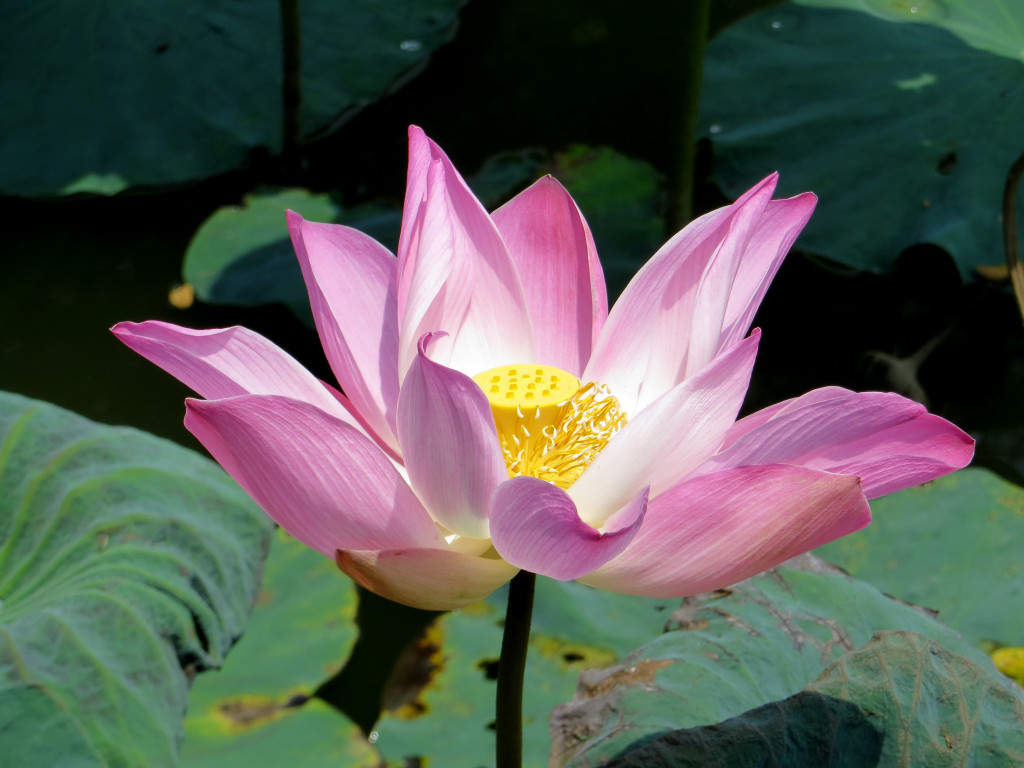 click for next image