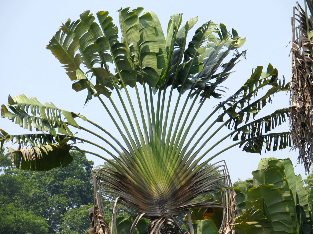 click for next image