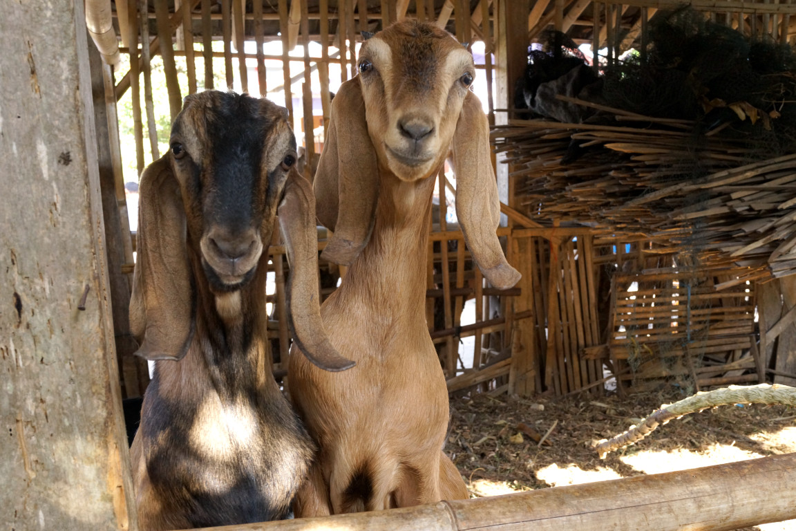 click for next image