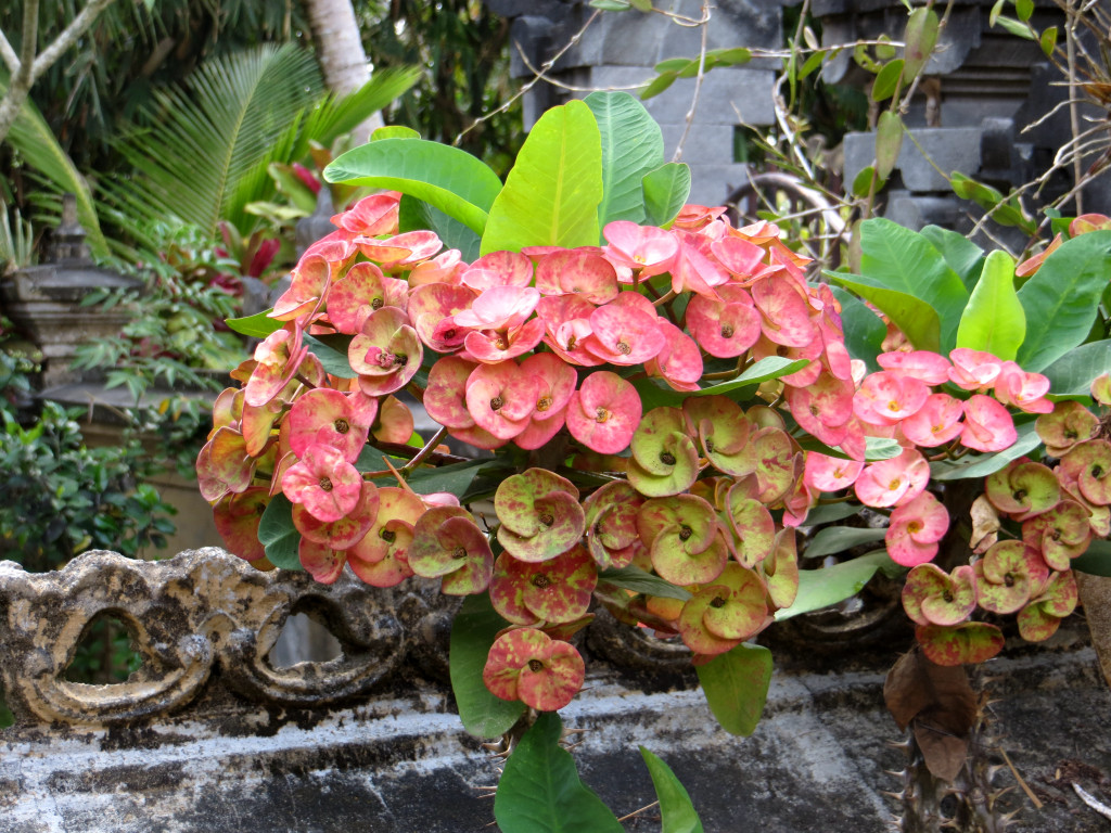 click for next image