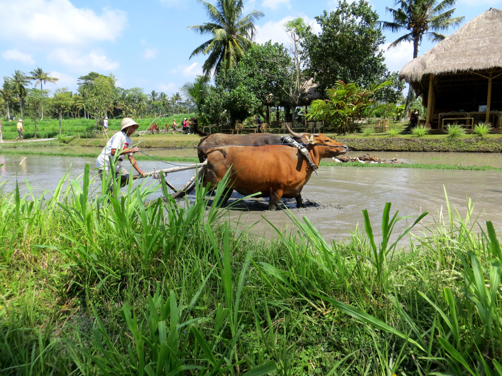 click for next image