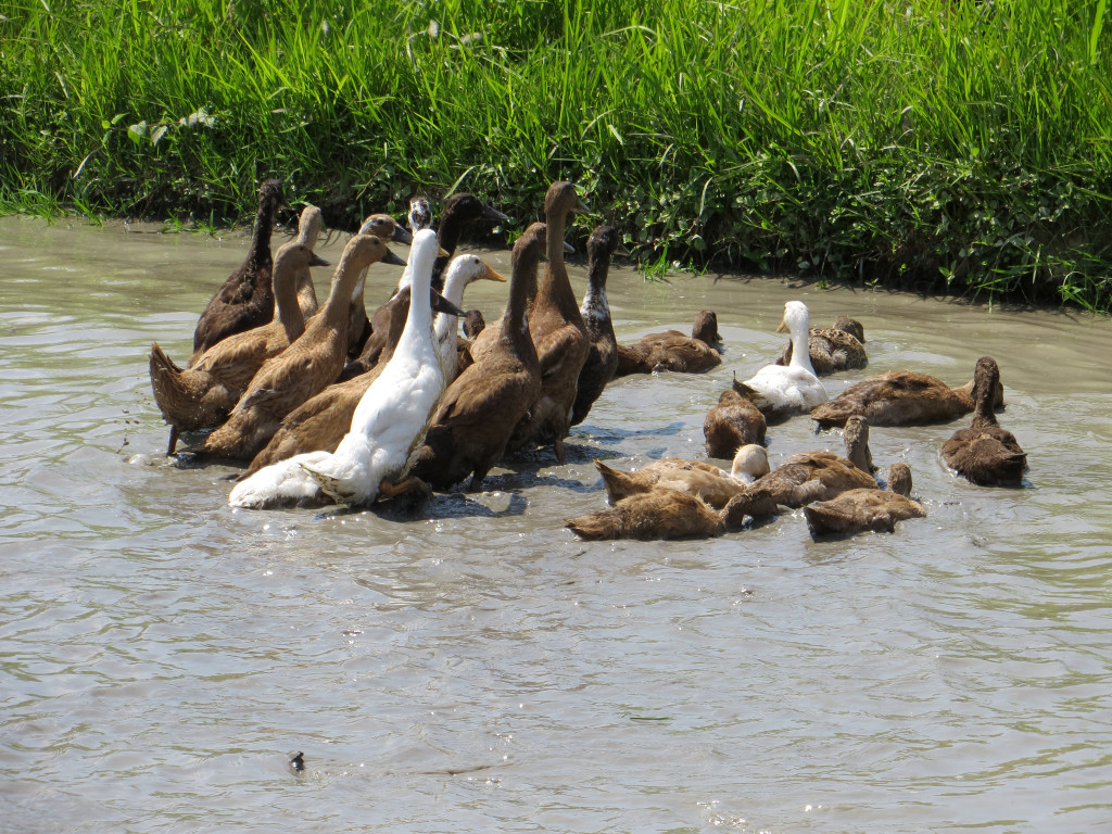 click for next image