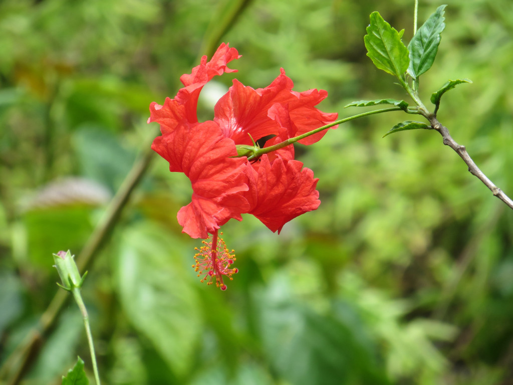 click for next image