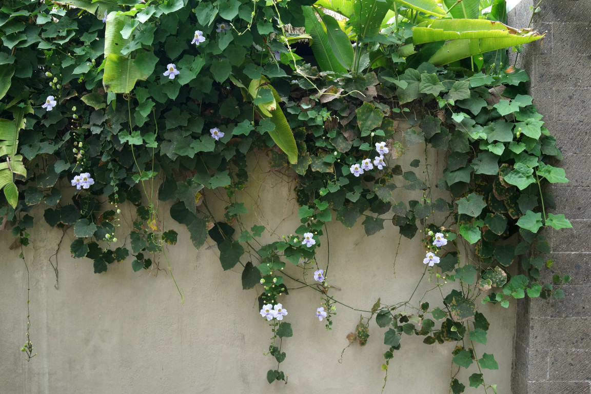 click for next image