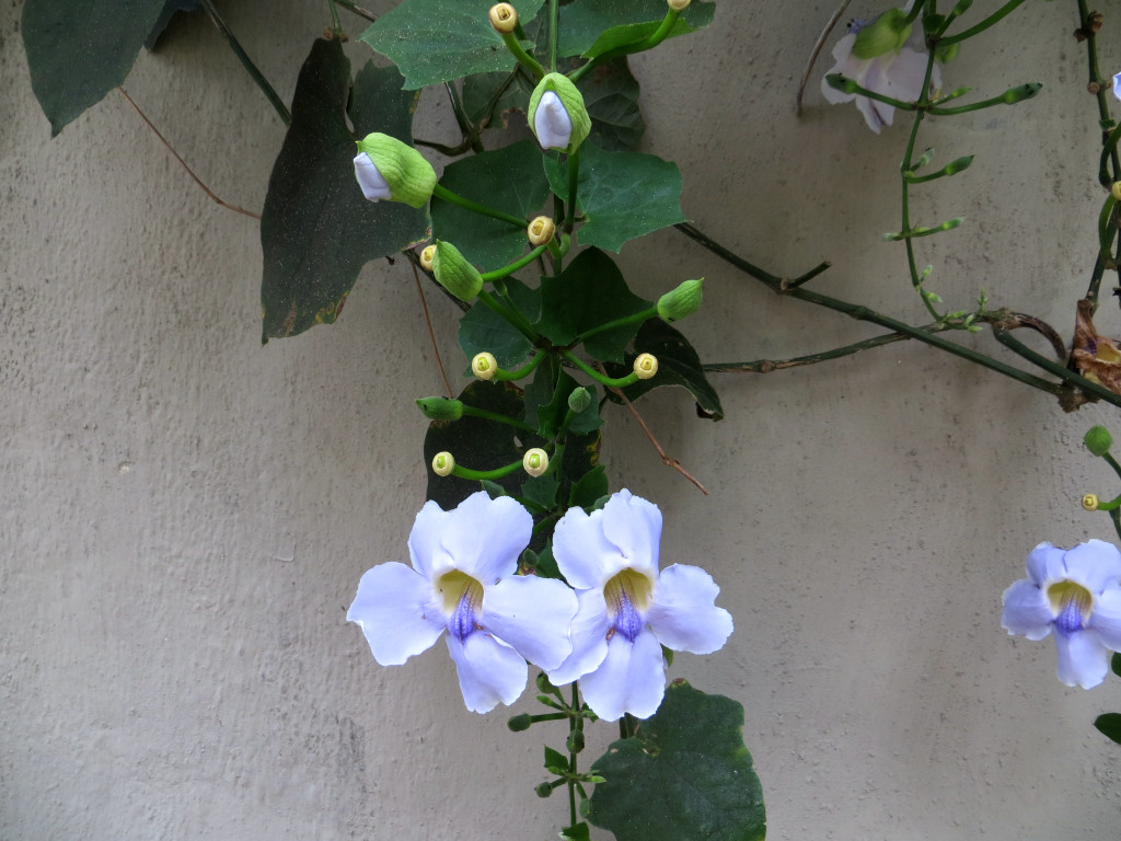 click for next image