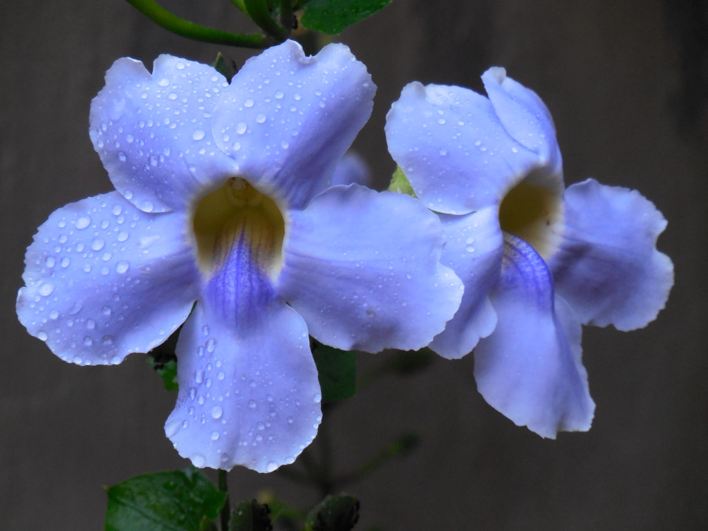 click for next image