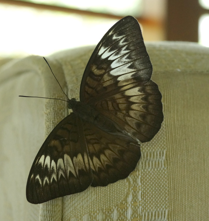 click for next image