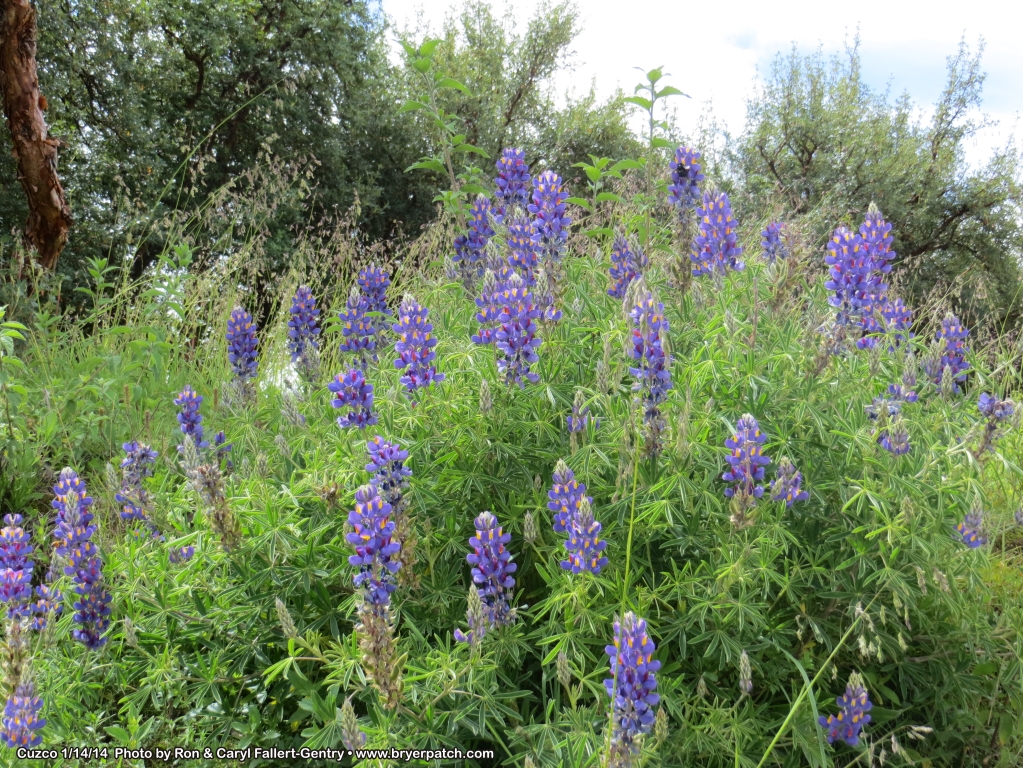 click for next image