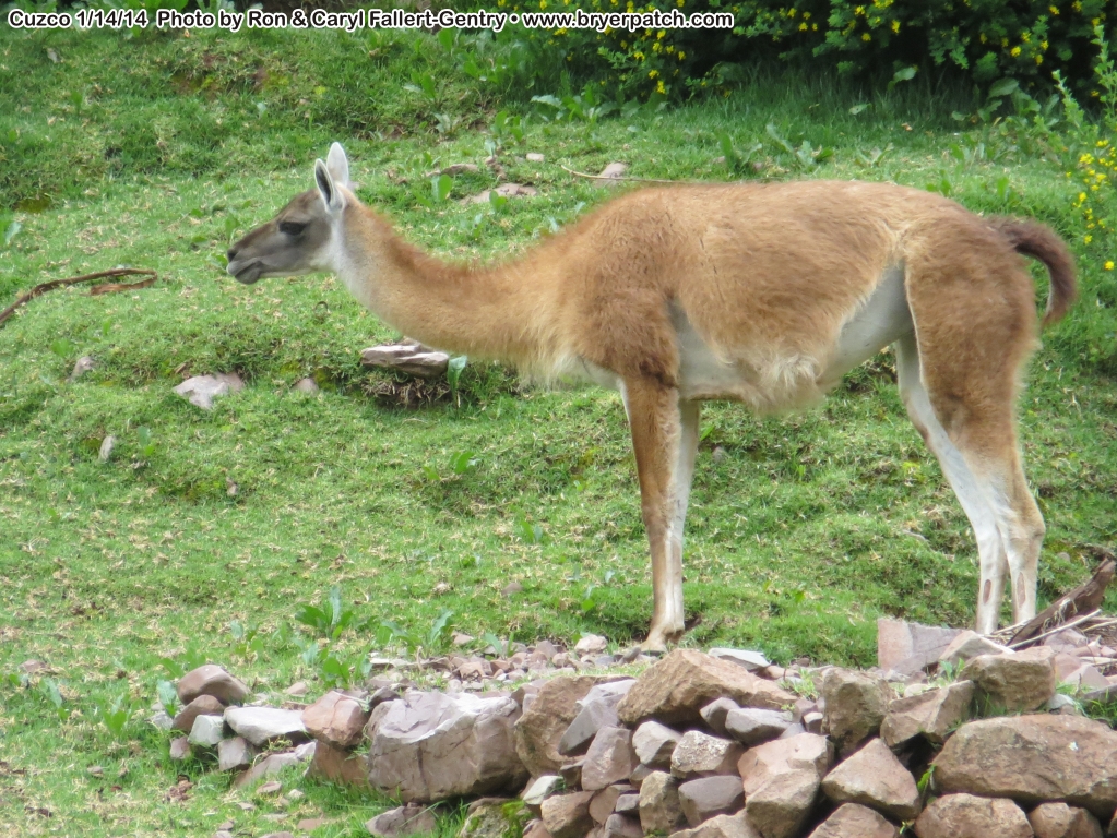 click for next image