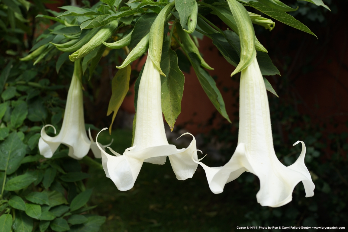 click for next image