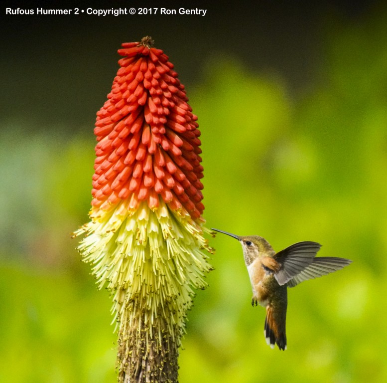 click for next image