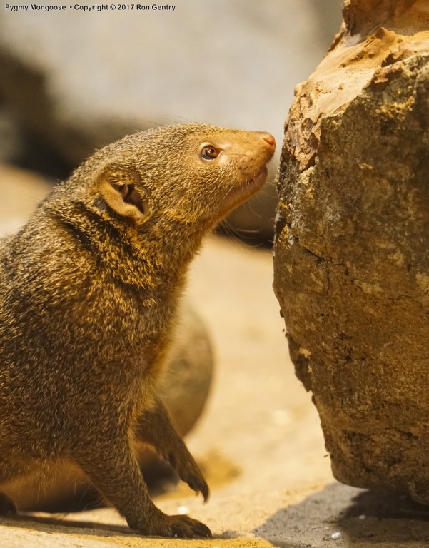 click for next image