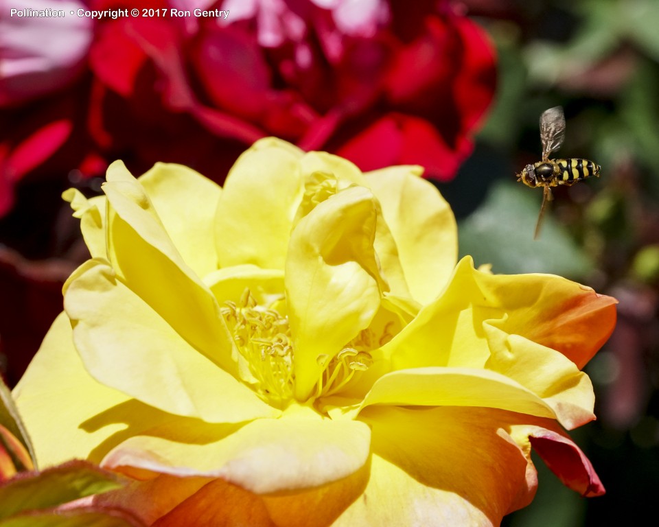 click for next image