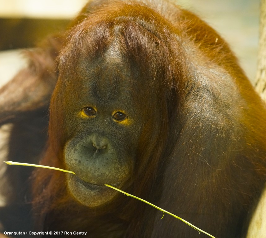 click for next image