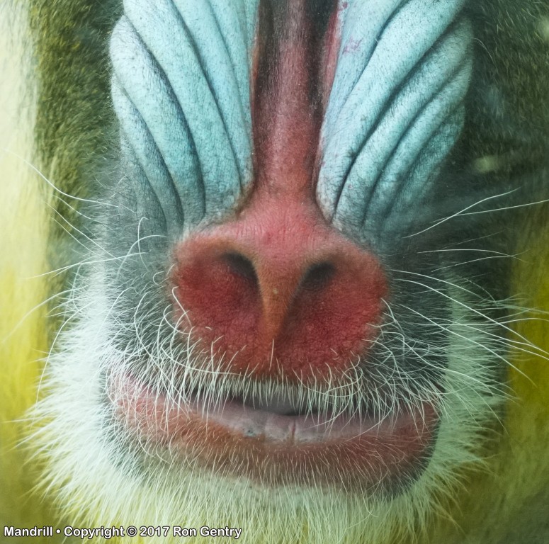 click for next image