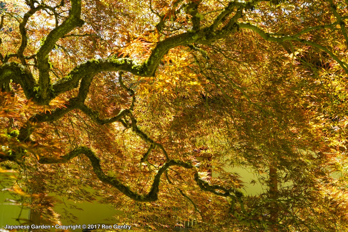 click for next image