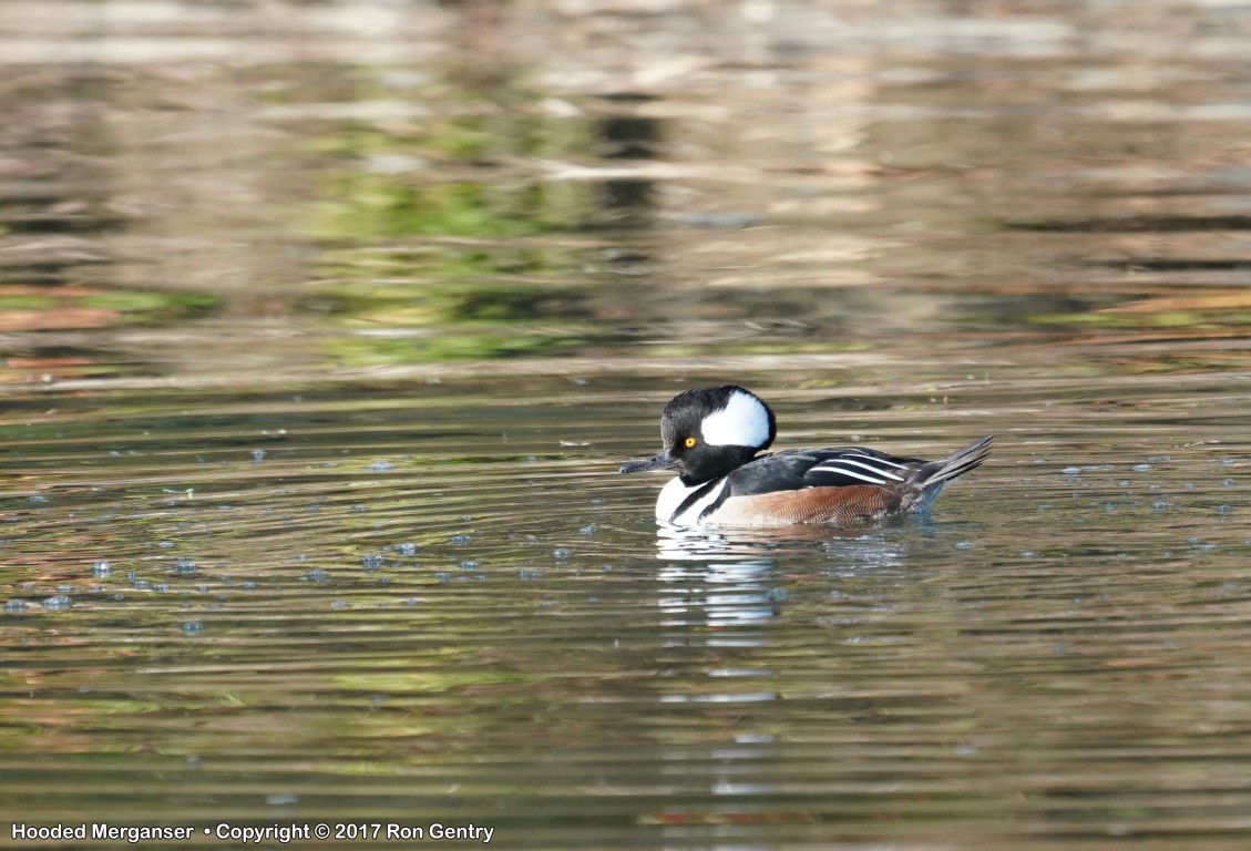 click for next image