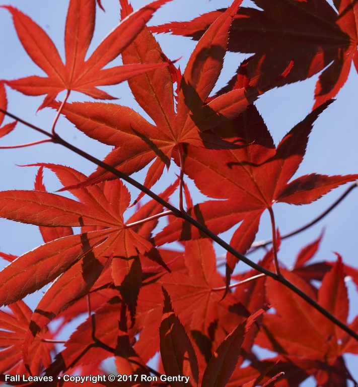 click for next image