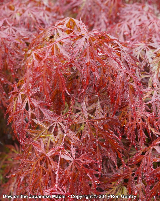 click for next image