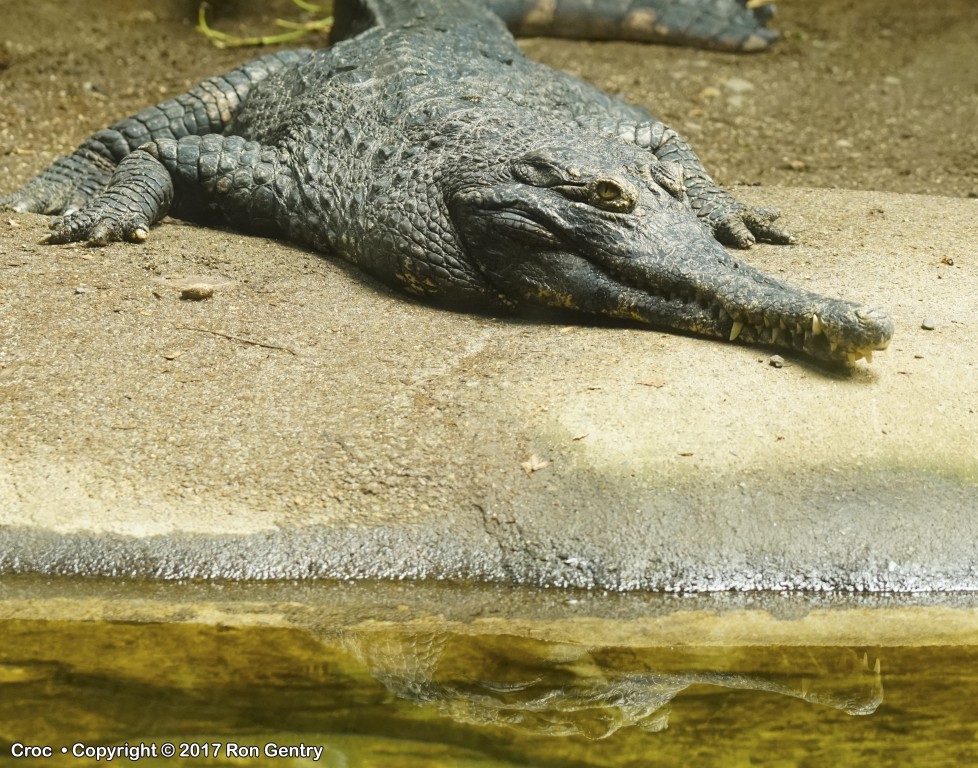 click for next image