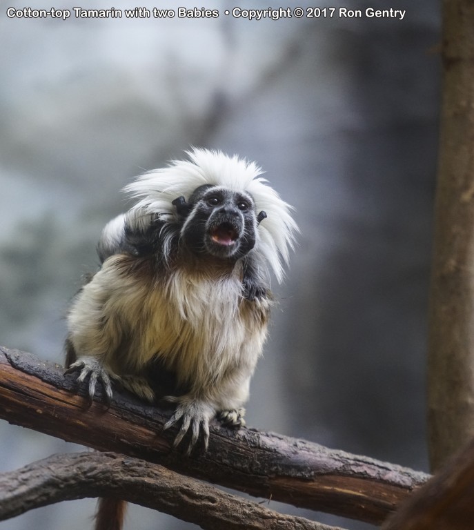 click for next image