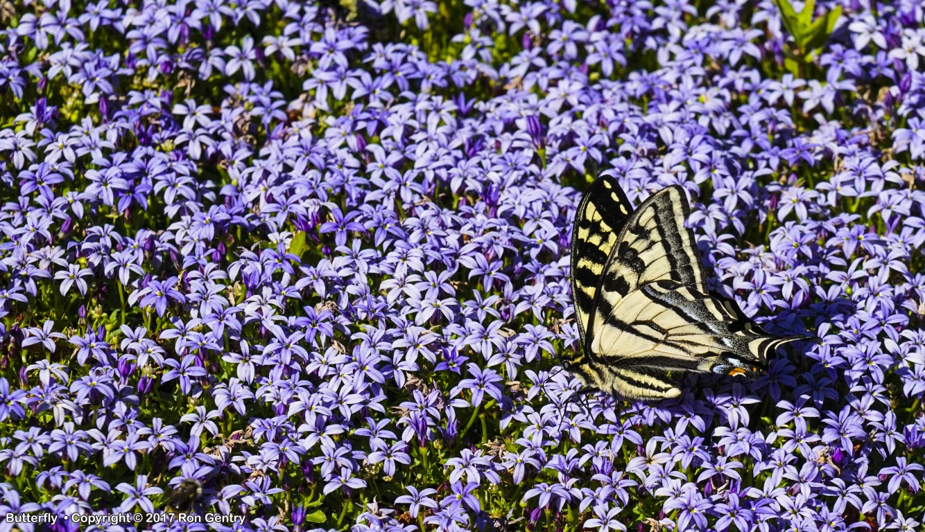 click for next image