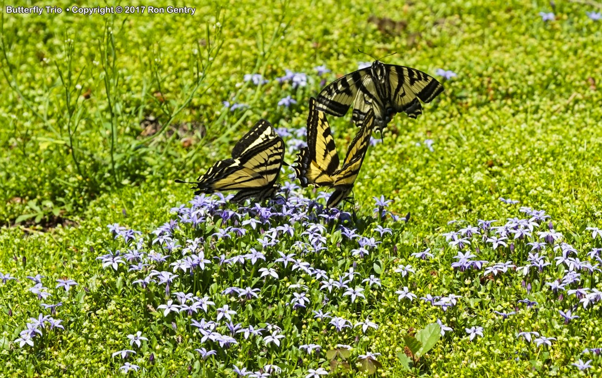 click for next image