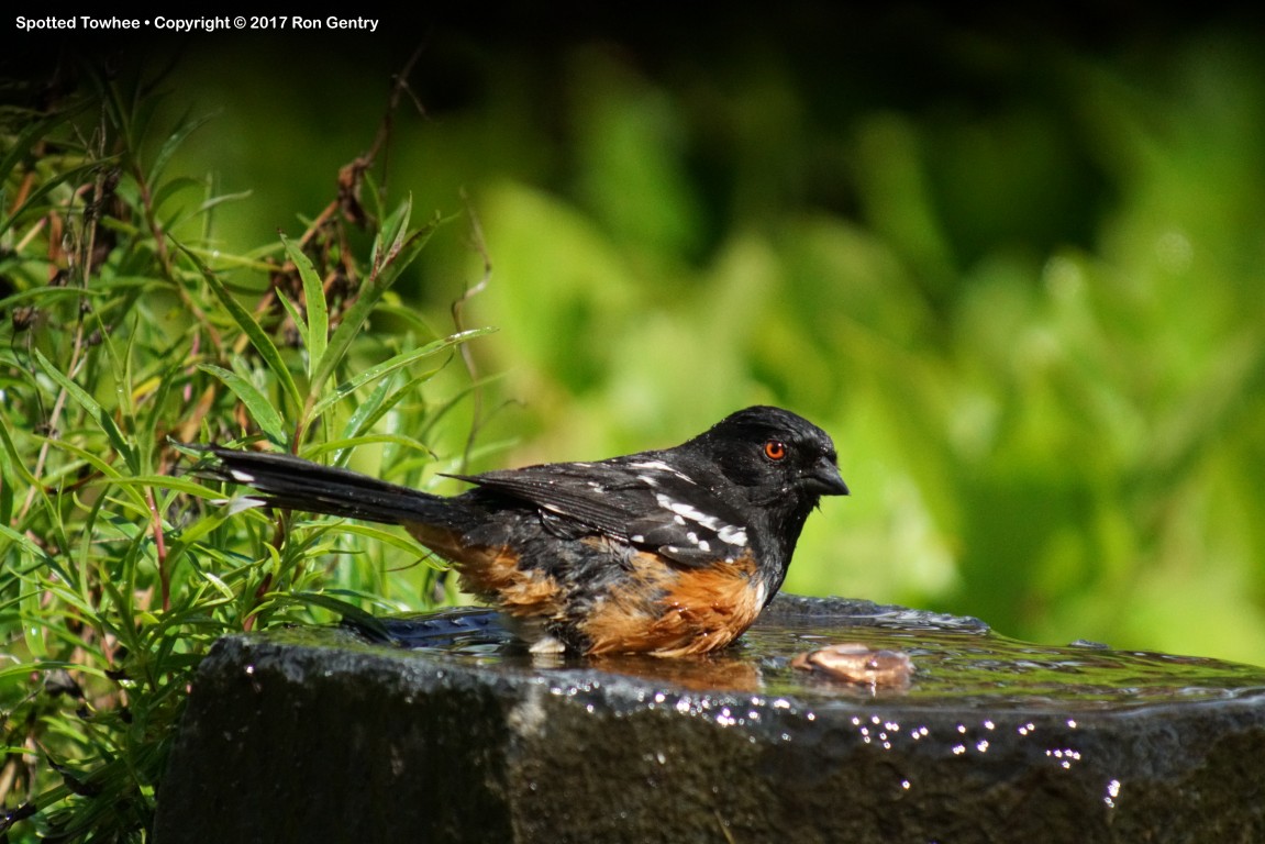 click for next image