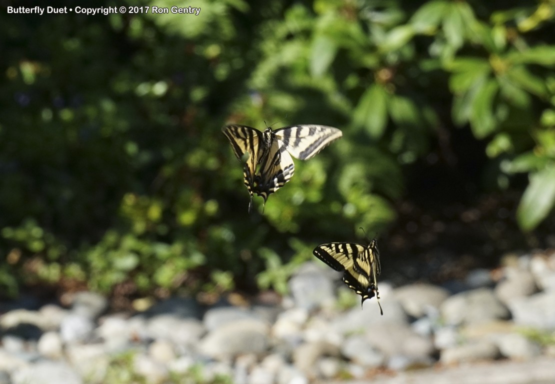 click for next image