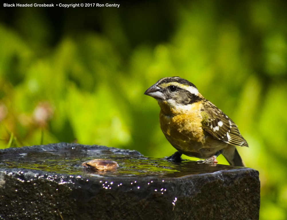 click for next image