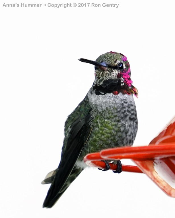 click for next image