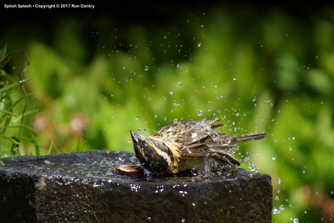 click for next image