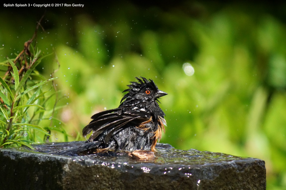 click for next image