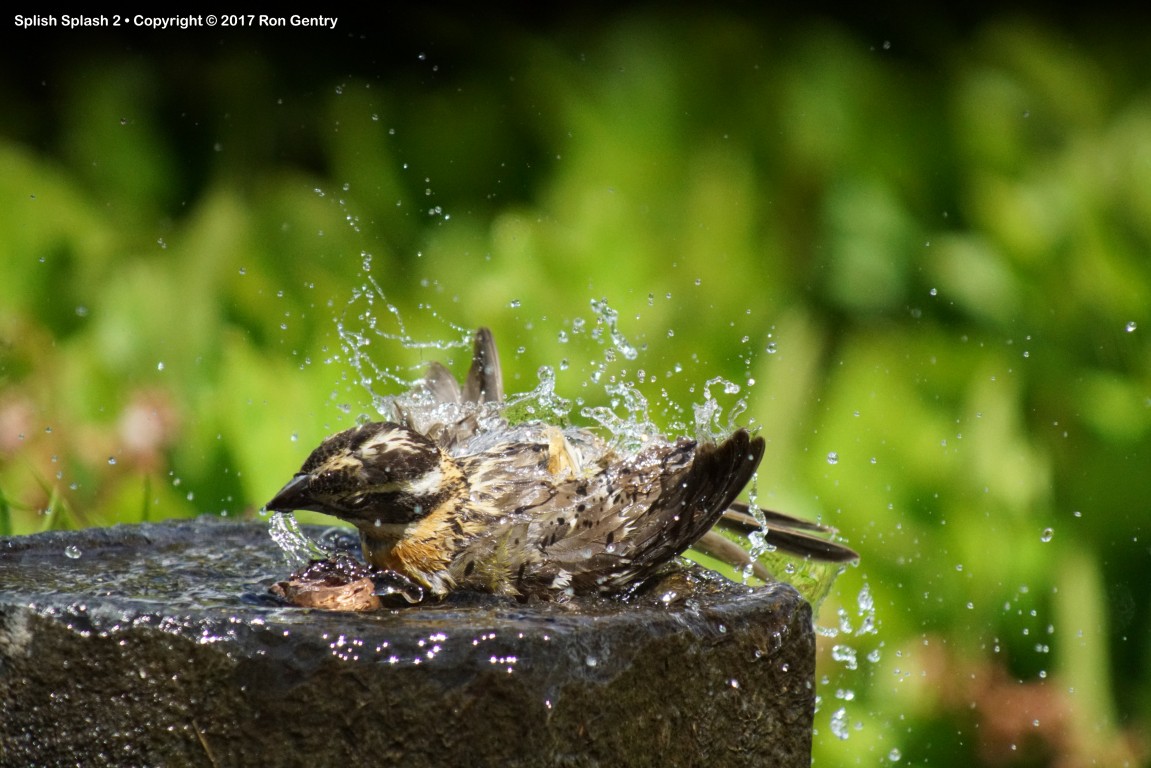 click for next image