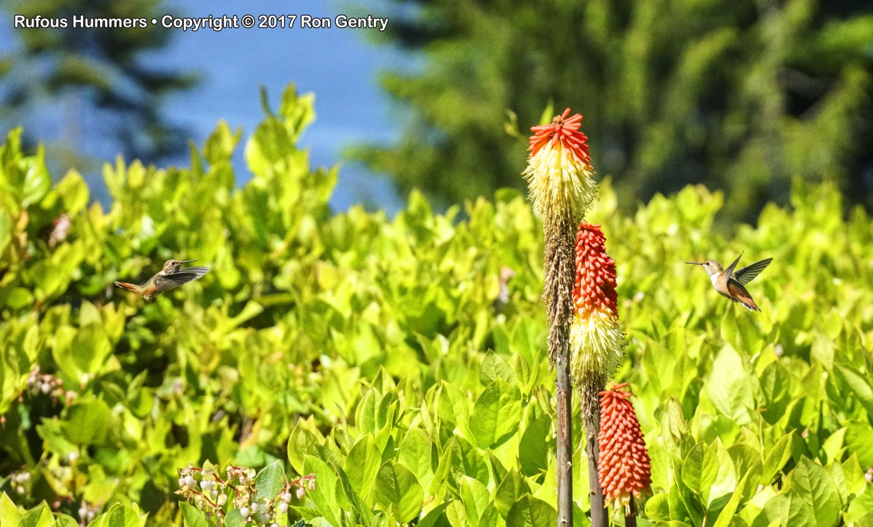 click for next image