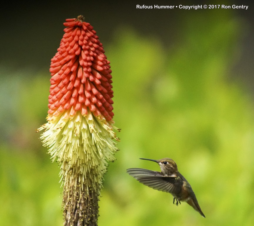 click for next image