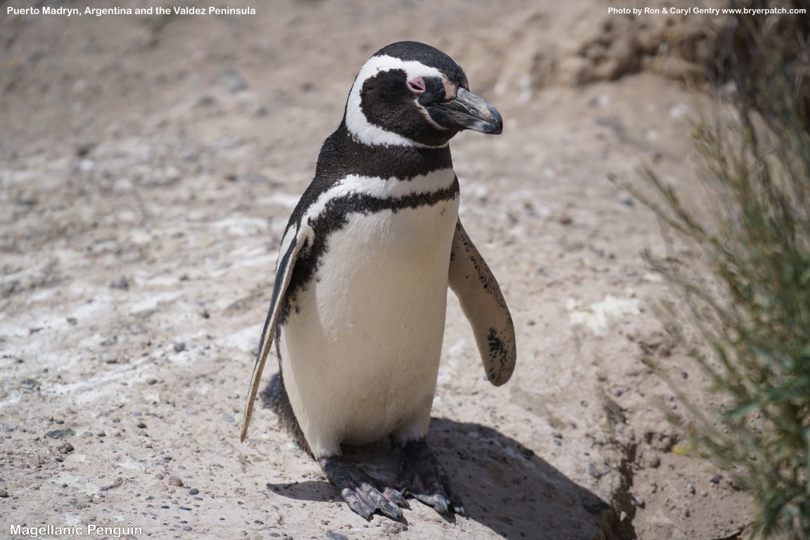 click for next image